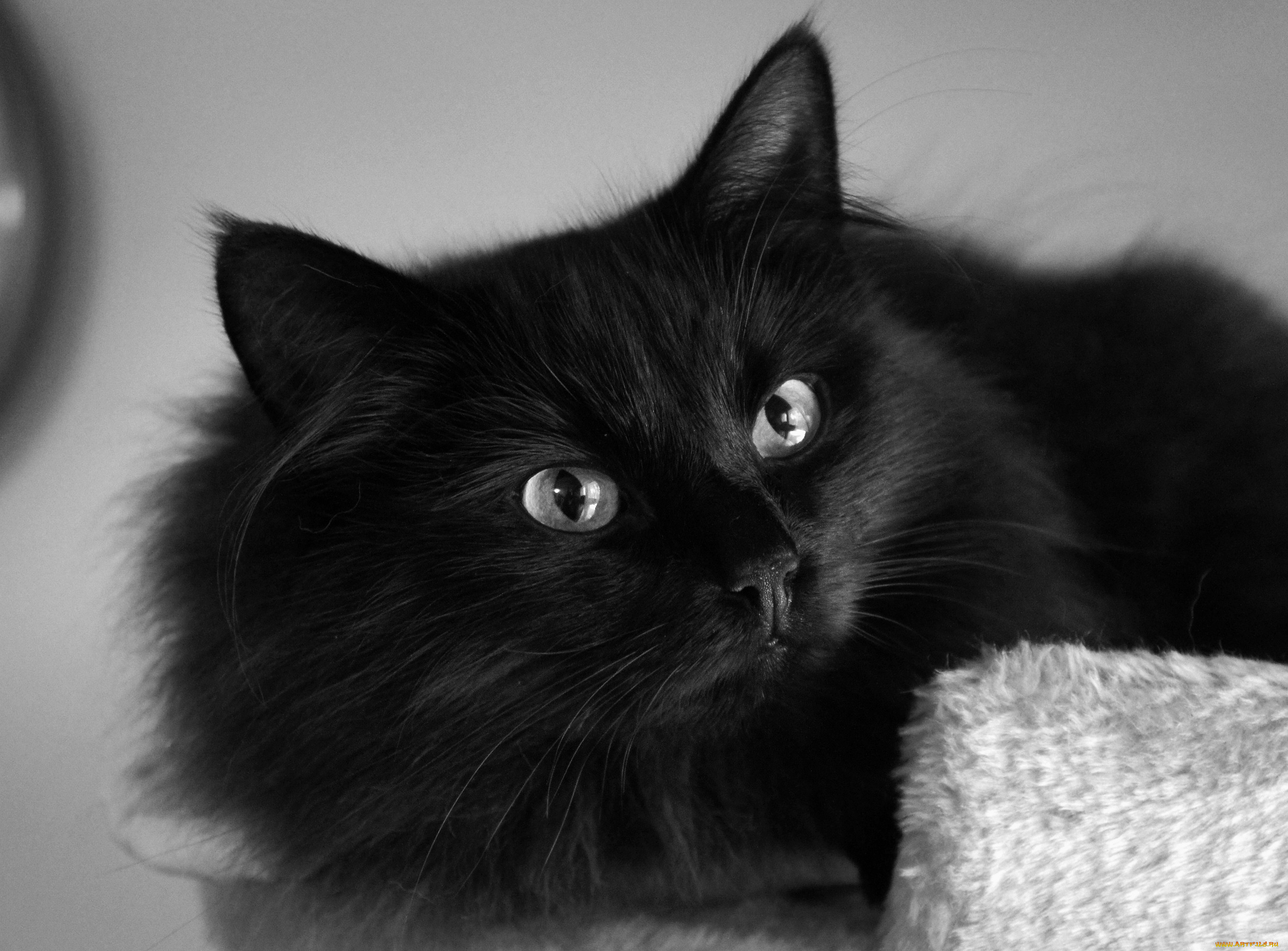 Черное фото на весь экран. Бомбейская кошка длинношерстная. Черная пушистая кошка. Чёрный кот. Черные коты.